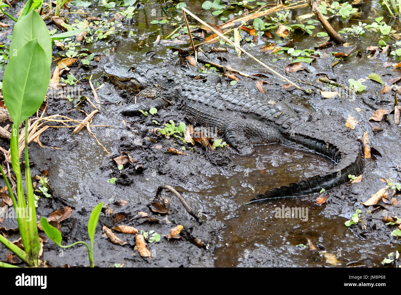 American Alligator (Alligator mississippiensis) in Corkscrew Swamp Sanctuary, Florida, USA Stock Photo
