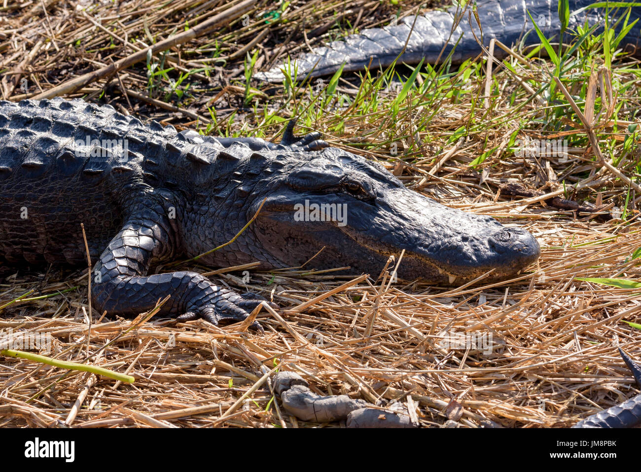 American alligator (Alligator mississippiensis) basking, Anhinga Trail, Everglades National Park, Florida, USA Stock Photo