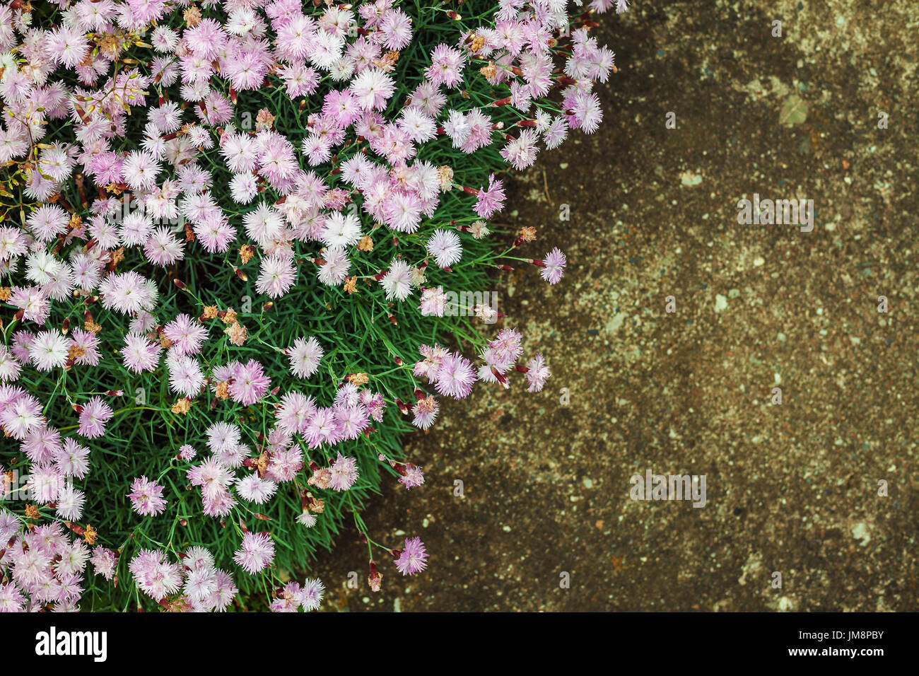 Details of outdoor garden flowers in grass on concrete floor. Stock Photo