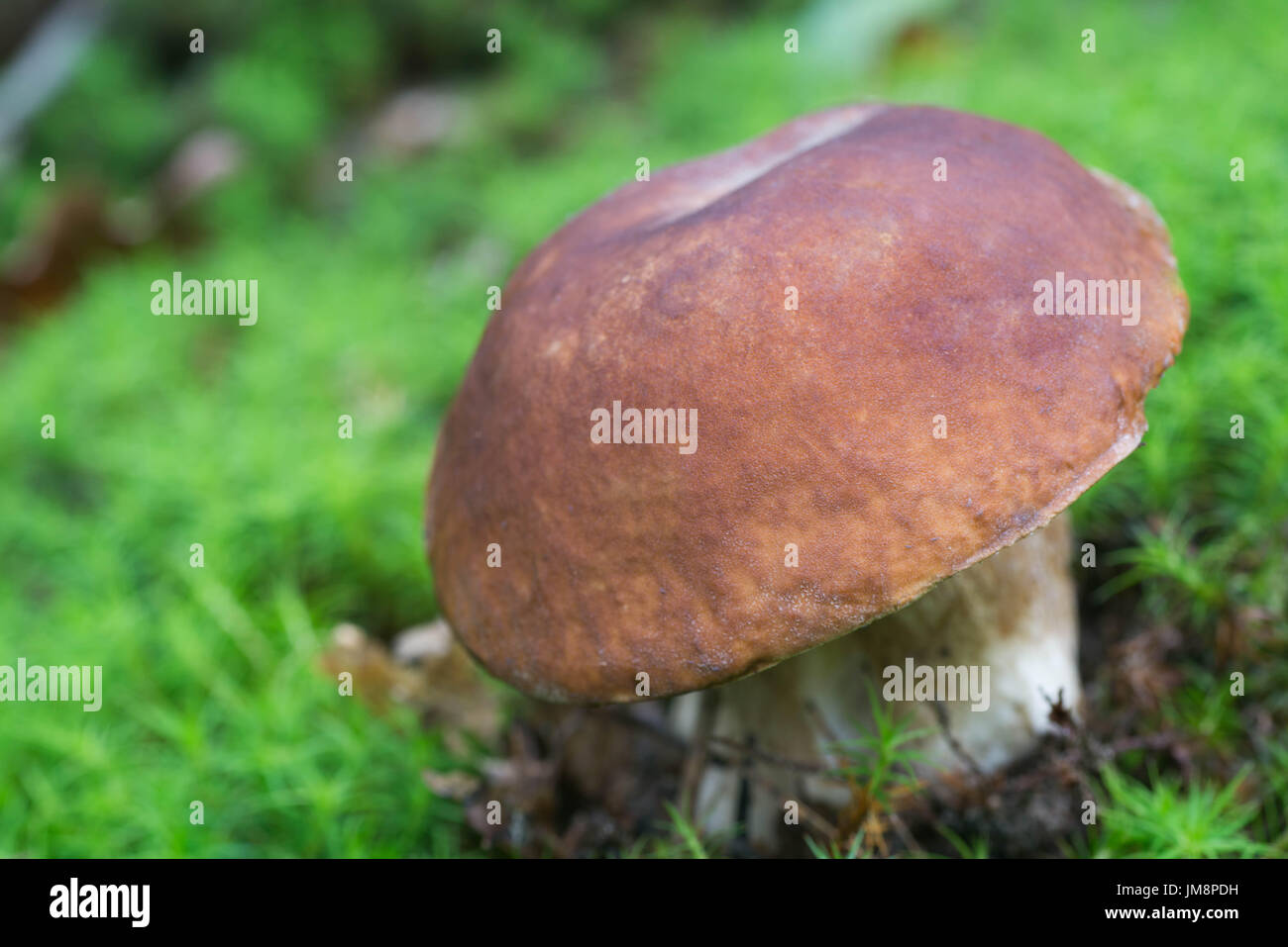 boletus mushroom in moss closeup selective focus Stock Photo