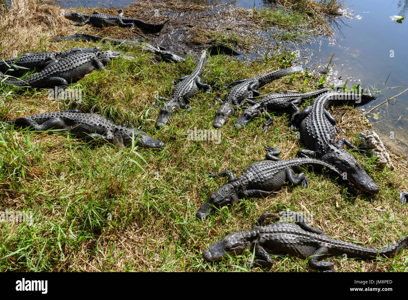American alligators (Alligator mississippiensis) basking, Anhinga Trail