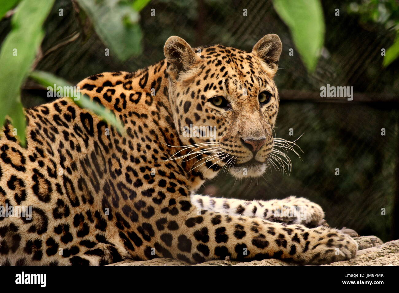 Leopard, what an amazing animal and an endangered on the same hand. One  should realize the importance of of wildlife and should take of it Stock  Photo - Alamy