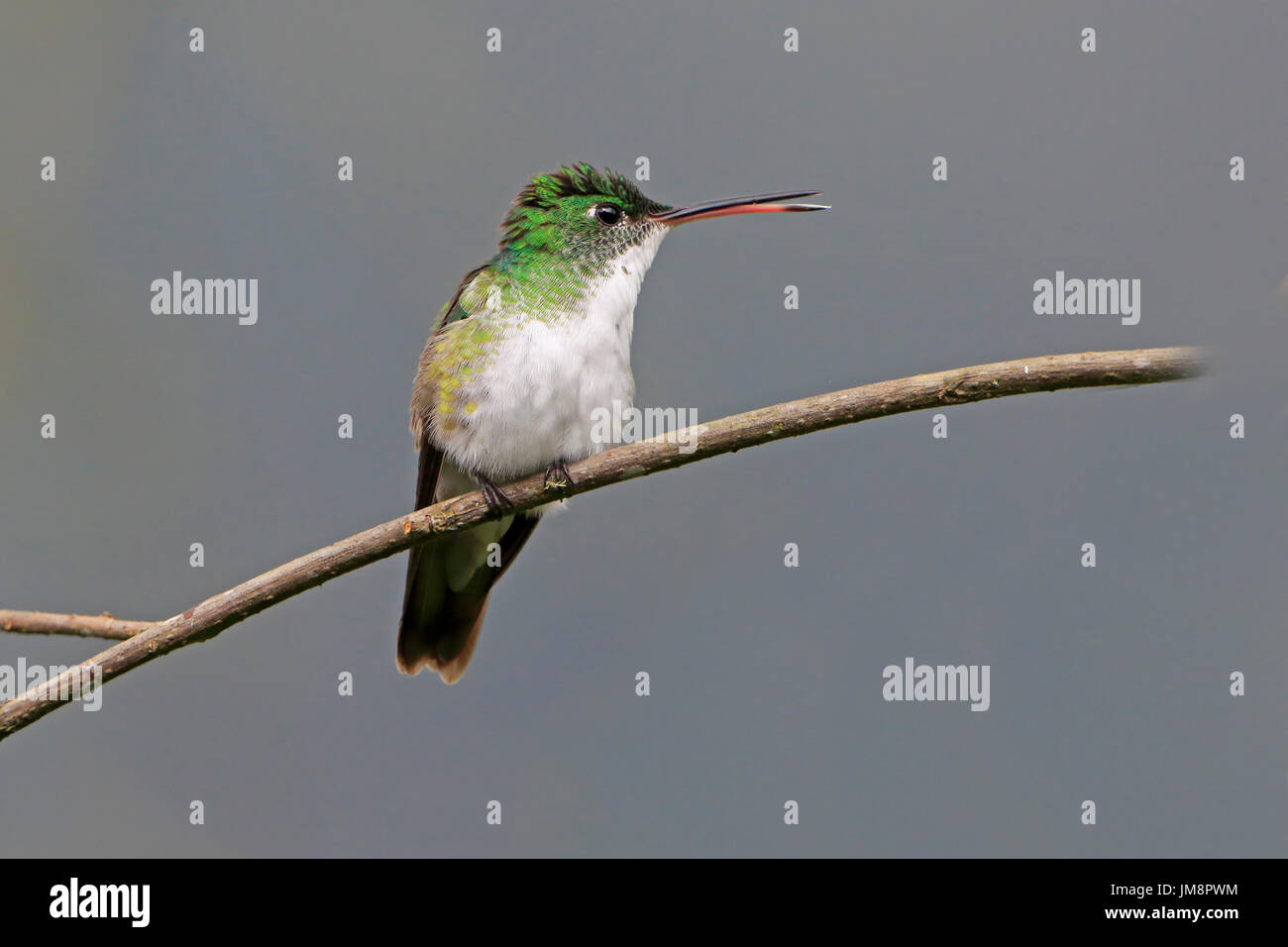 Andean Emerald Hummingbird perched in the cloud Forest in Ecuador Stock Photo
