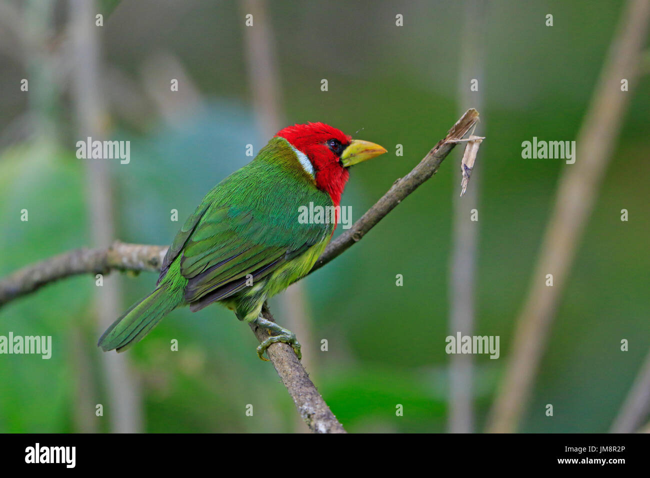 Male Red-headed Barbet perched in the cloud Forest in Ecuador Stock Photo