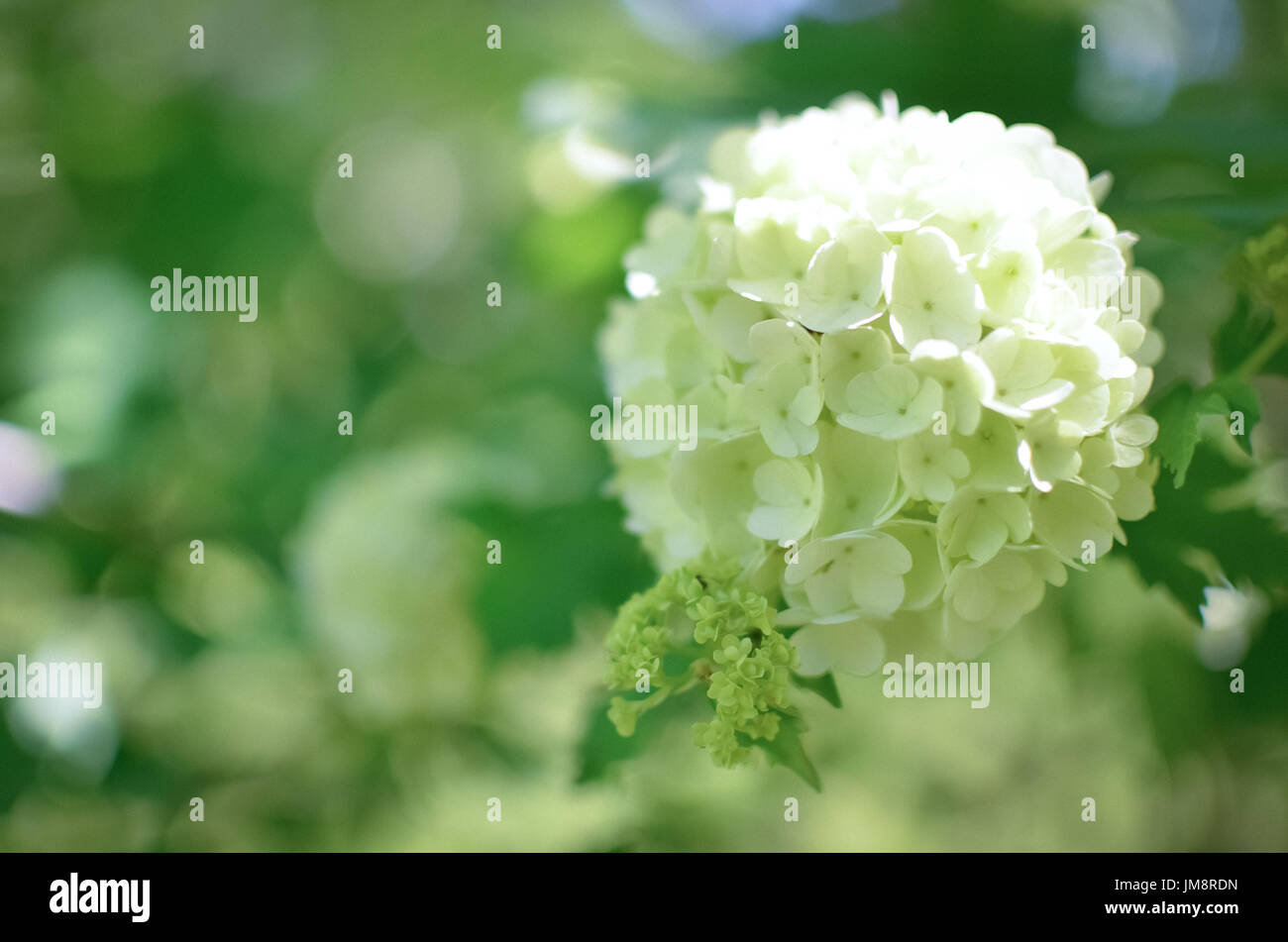 White Hydrangea arborescens Annabelle bush flower background Stock Photo
