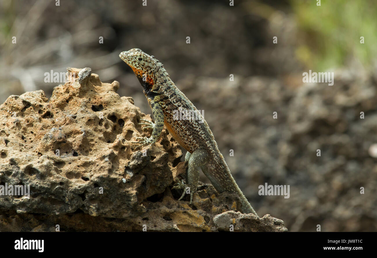 Lizard in the Galápagos Islands Stock Photo