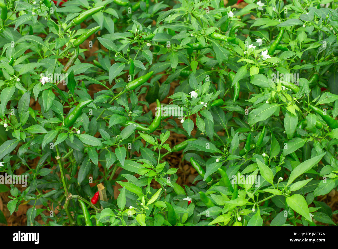 Chilli garden is growing Stock Photo Alamy