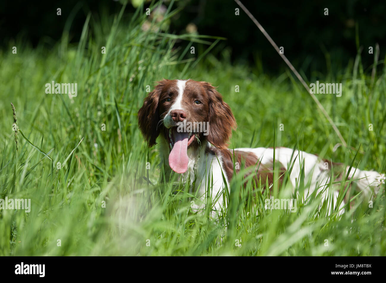 Springer spaniel in a field Stock Photo