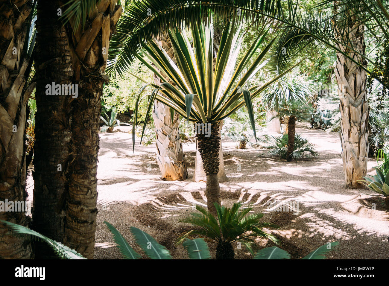 Botanical garden full of tropical palm trees Stock Photo - Alamy