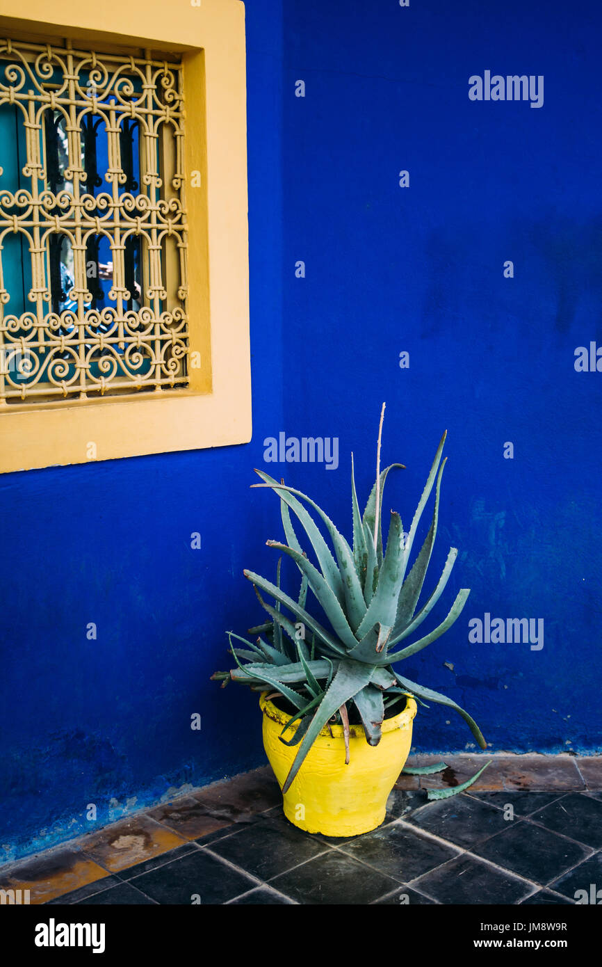 Jardin Majorelle botanical garden in Marrakech, Morcco, with a plant pot standing against a cobalt blue wall. Stock Photo