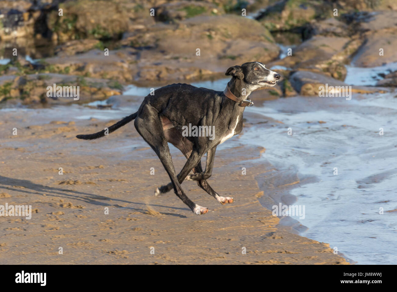 Dog on beach - Greyhound Stock Photo - Alamy