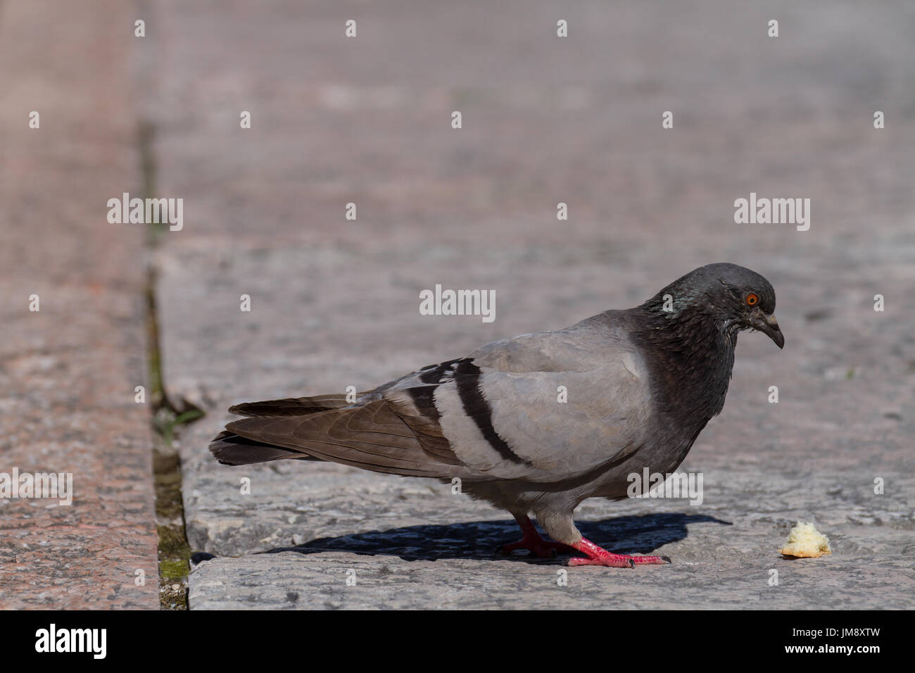 Pigeon feeding on bred hires stock photography and images Alamy