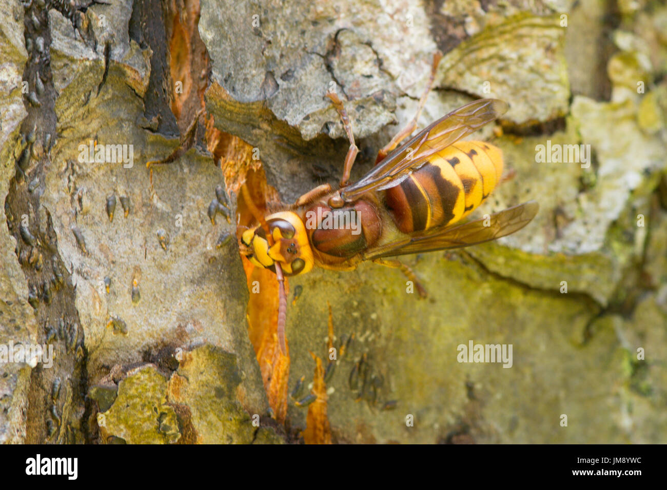 european-hornet-vespa-crabro-drinking-sap-from-damaged-bark-on-apple