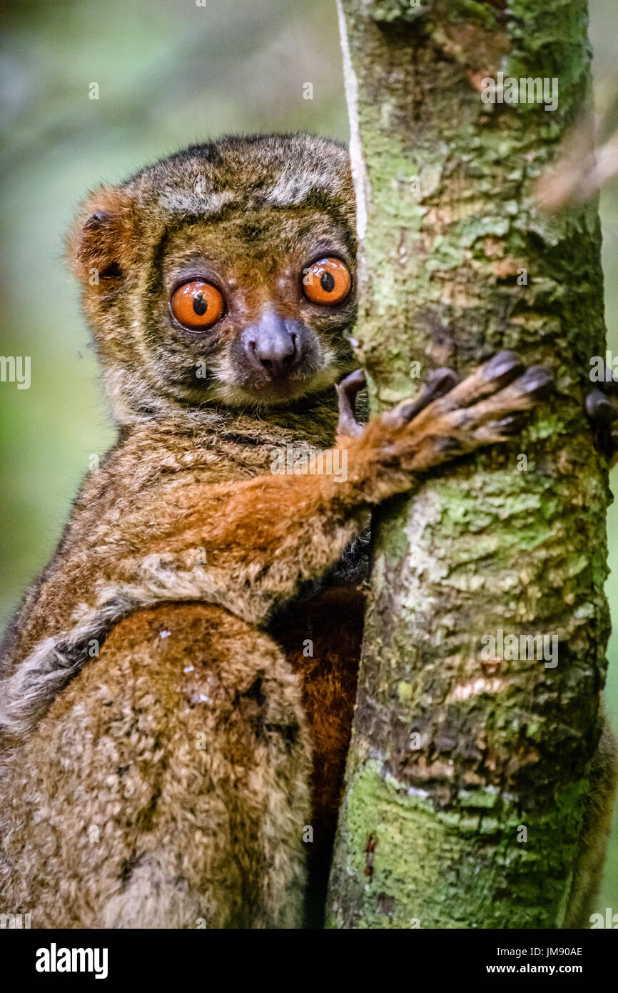 Close up of cute endangered Woolly Lemur clinging to tree in rainforest looking at camera Stock Photo