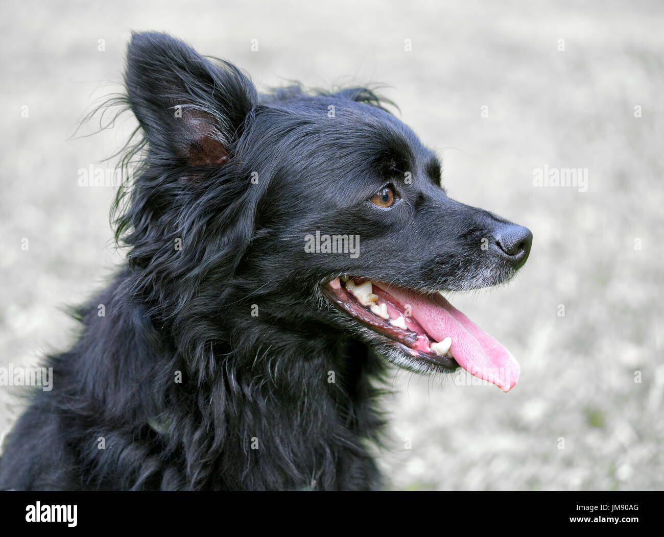black mongrel dog