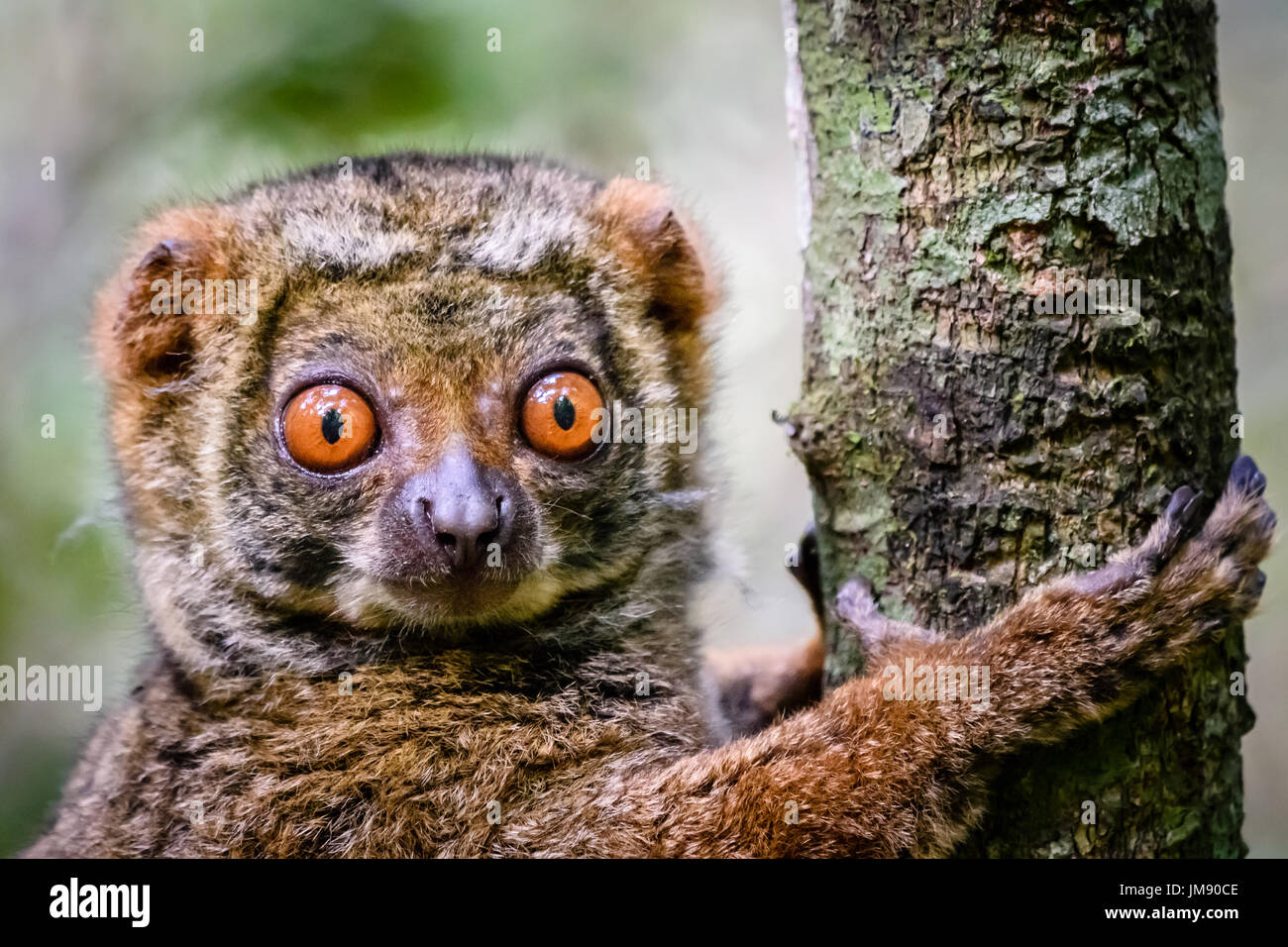 Arboreal animals in the wild hi-res stock photography and images - Alamy Arboreal animals in the wild hi-res stock photography and images - Alamy
