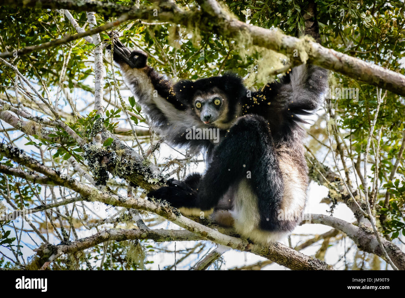 Endangered Indri Lemur hanging in tree canopy looking at camera surrounded by leaves and flowers Stock Photo