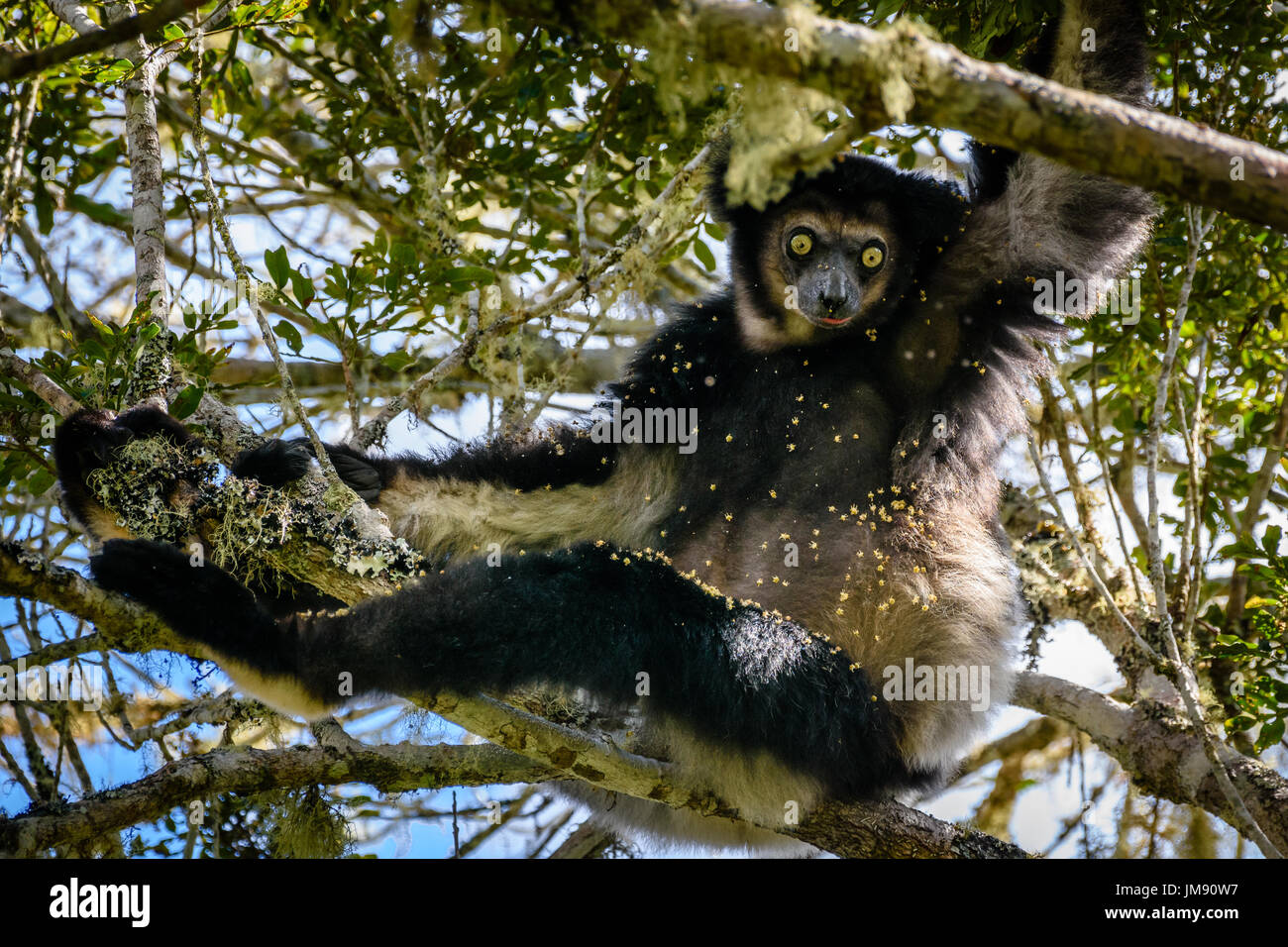 Endangered Indri Lemur hanging in tree canopy looking at camera surrounded by leaves and flowers Stock Photo