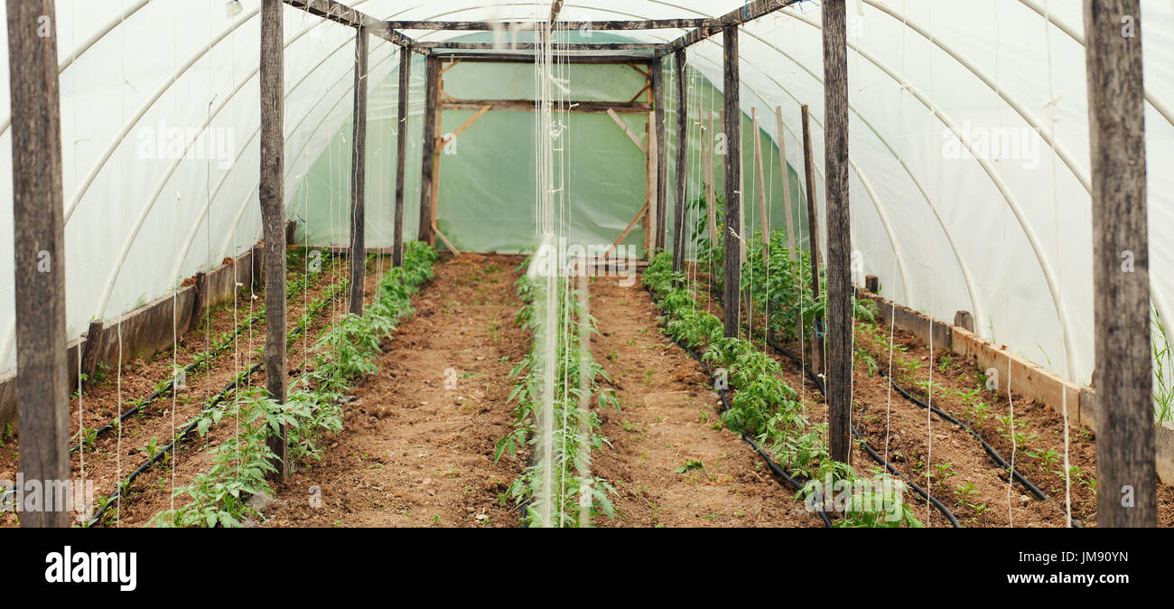 Interior view on simple village greenhouse, details of structure and plants. Stock Photo