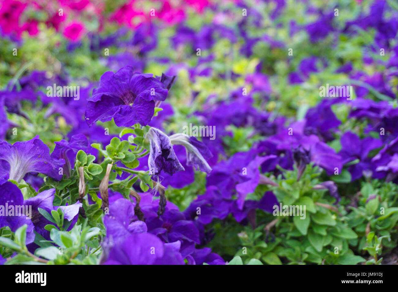 field of flowers of different shades of purple, white Stock Photo