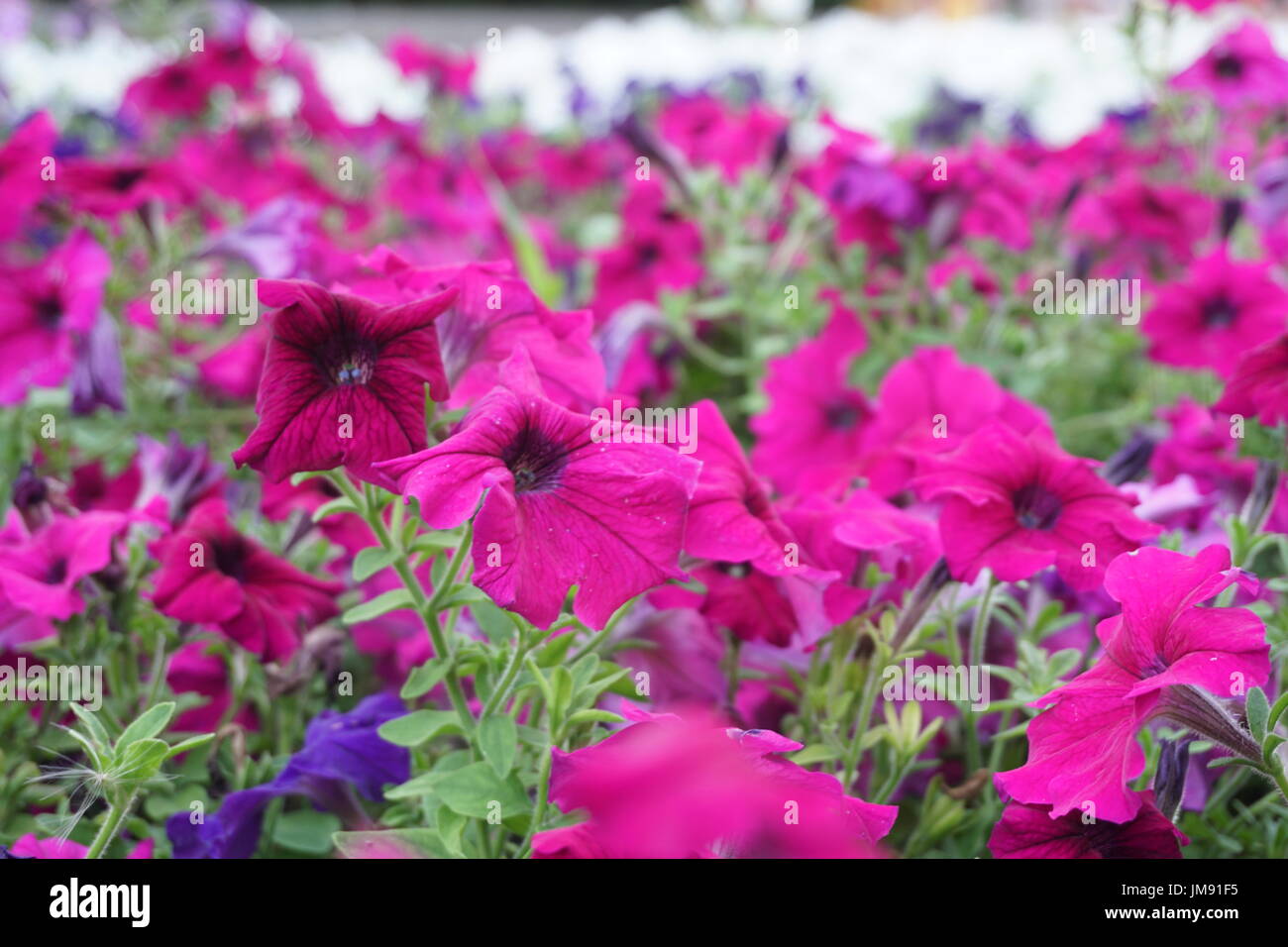field of flowers of different shades of purple, white Stock Photo