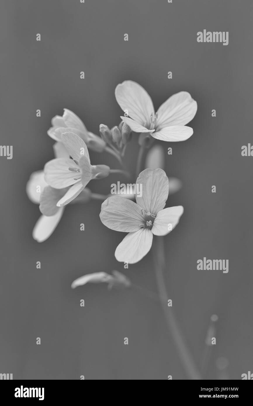 Soft pink color Black and White Stock Photos & Images - Alamy