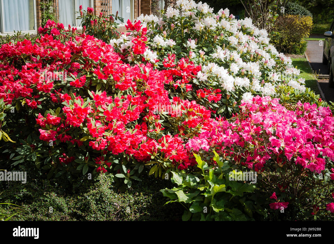 Red rhododendrons hi-res stock photography and images - Alamy
