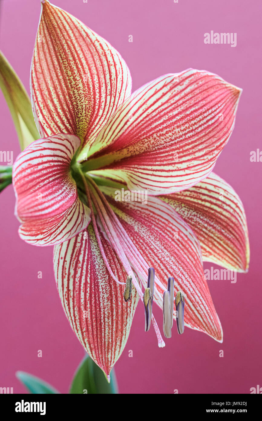 Pink and Pale yellow stripe Amaryllis flower against a magenta background, some leaf area showing Stock Photo