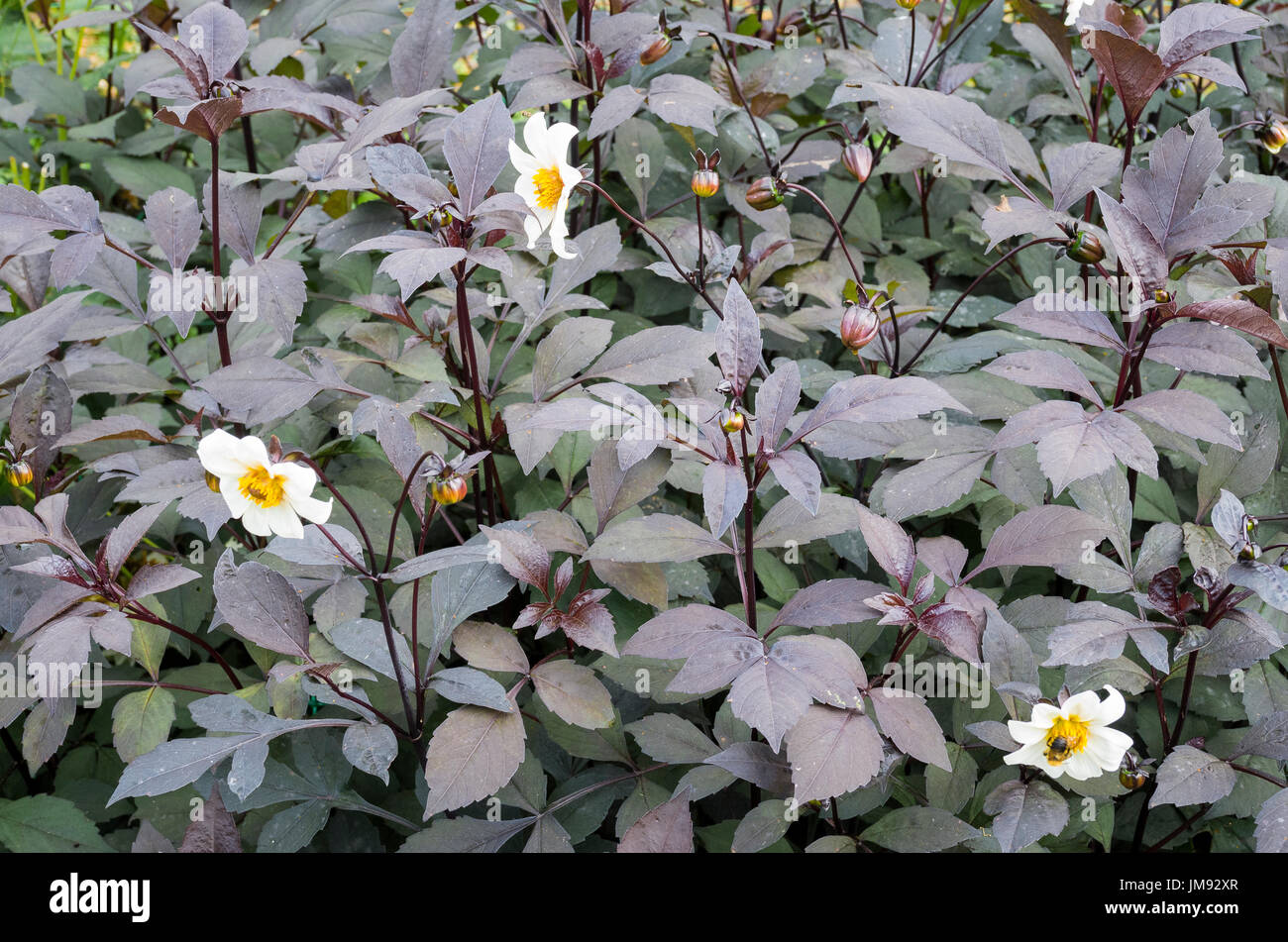 Dark leaved dahlia Twynings After Eight an AGM plant of merit in UK Stock Photo