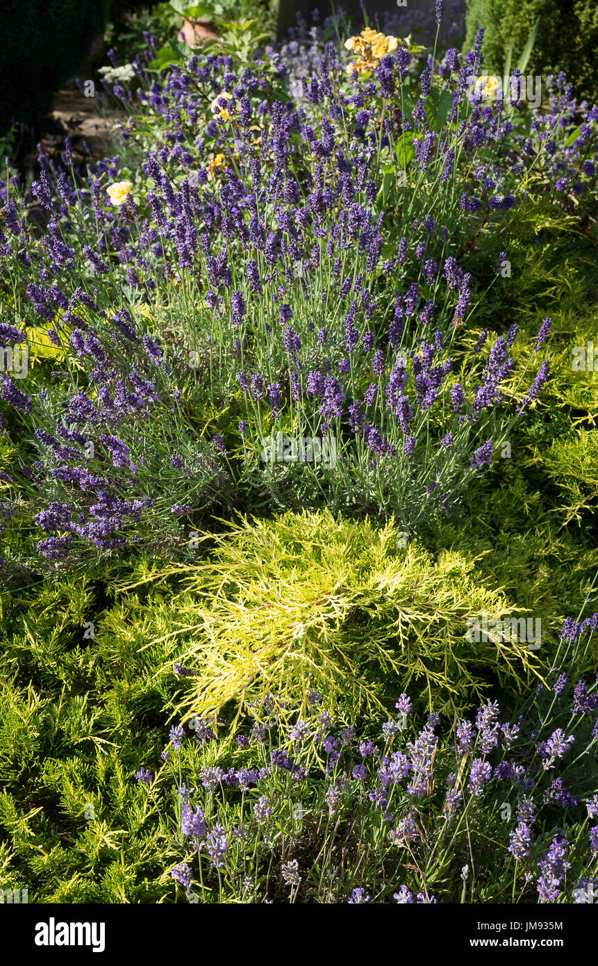 A colourful border with lavender in variety and prostrate evergreen conifers Stock Photo