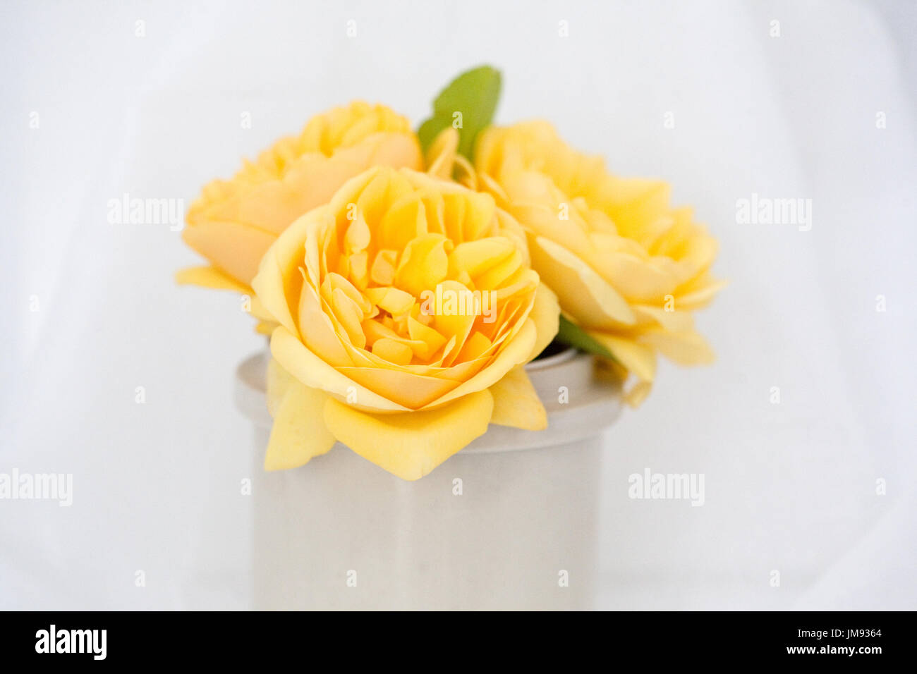 Colour photograph study of a yellow rose Rosa Graham Thomas Stock Photo