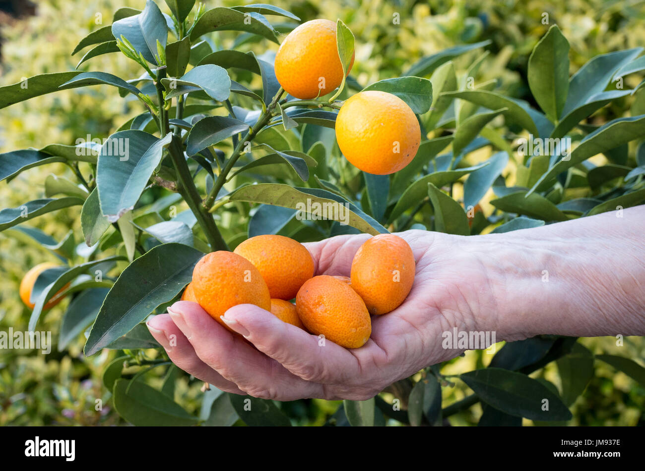 Kumquats grown in a Wiltshire garden in UK ready for eating Stock Photo
