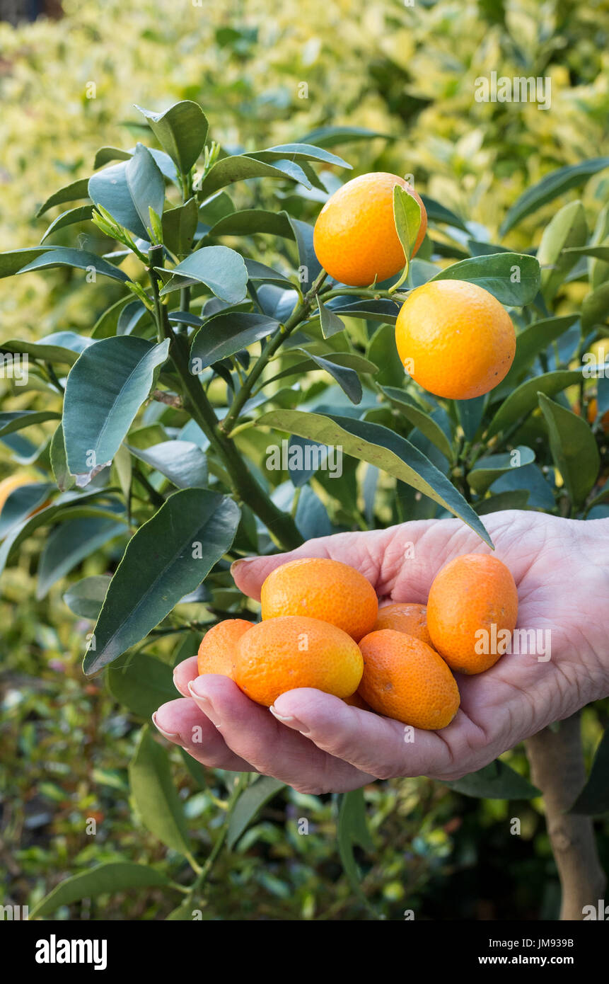 Kumquat grown in a Wiltshire garden in UK ready for eating Stock Photo