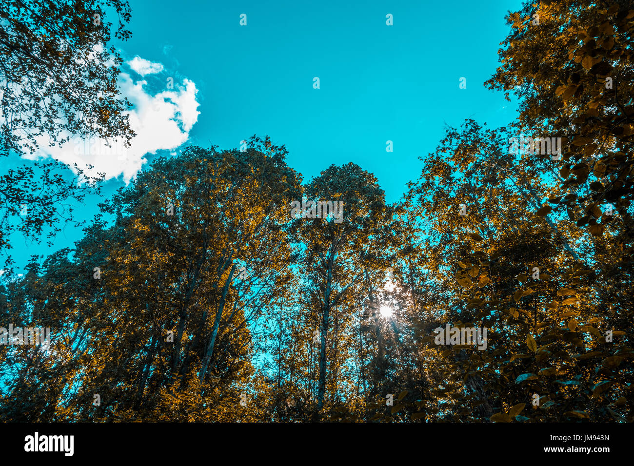 Beautiful park trees against blue hi-res stock photography and images ...