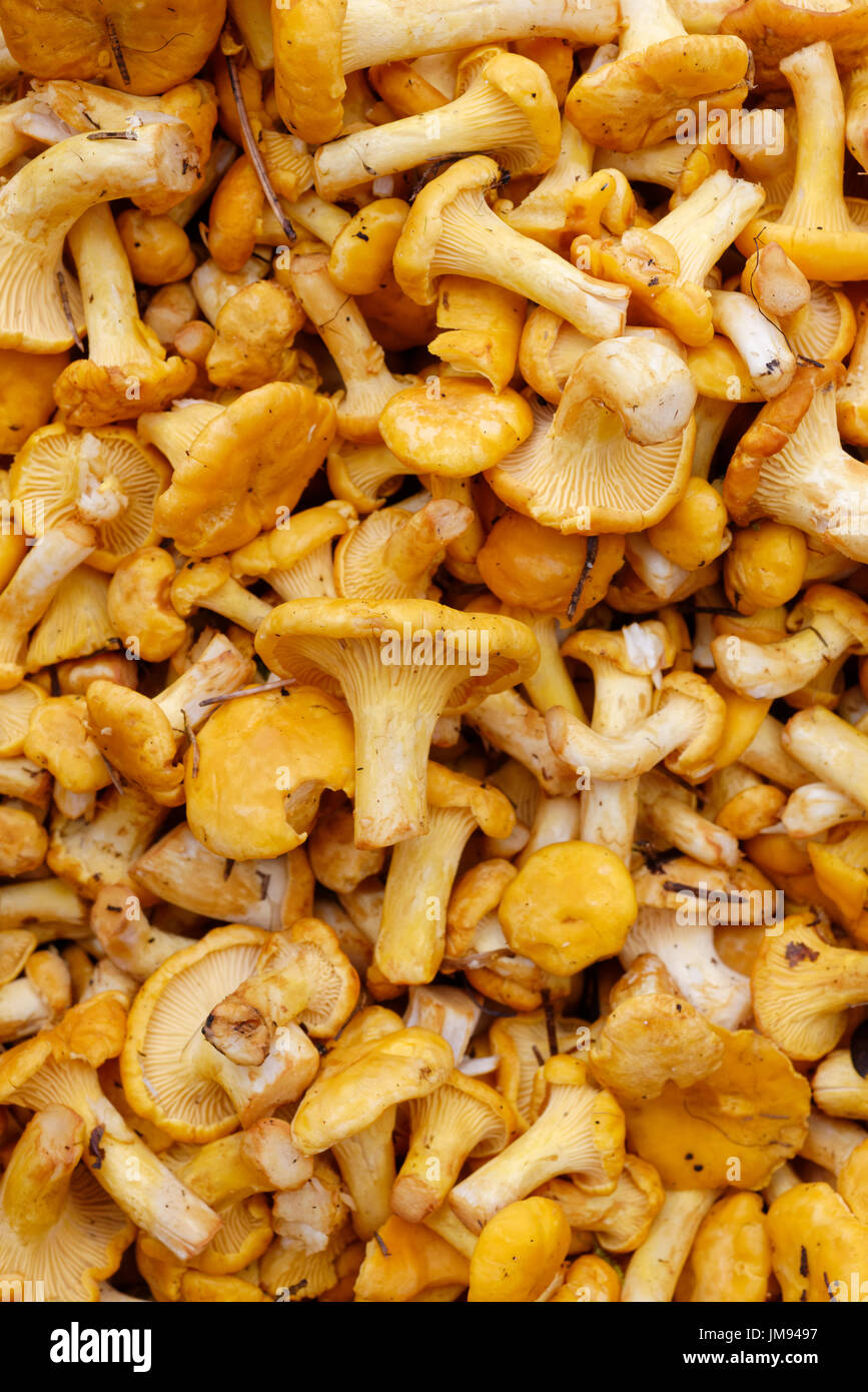 Backgrounds and textures: a lot of fresh raw girolles, yellow forest mushrooms Stock Photo