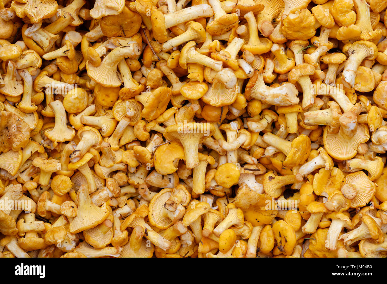 Backgrounds and textures: a lot of fresh raw girolles, yellow forest mushrooms Stock Photo