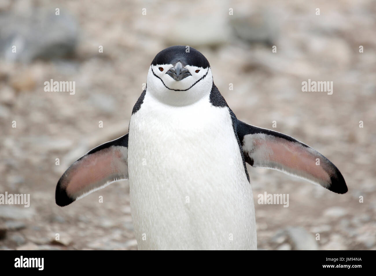 Headshot of a Chinstrap Penguin (Pygoscelis antarcticus) on the beach Stock Photo