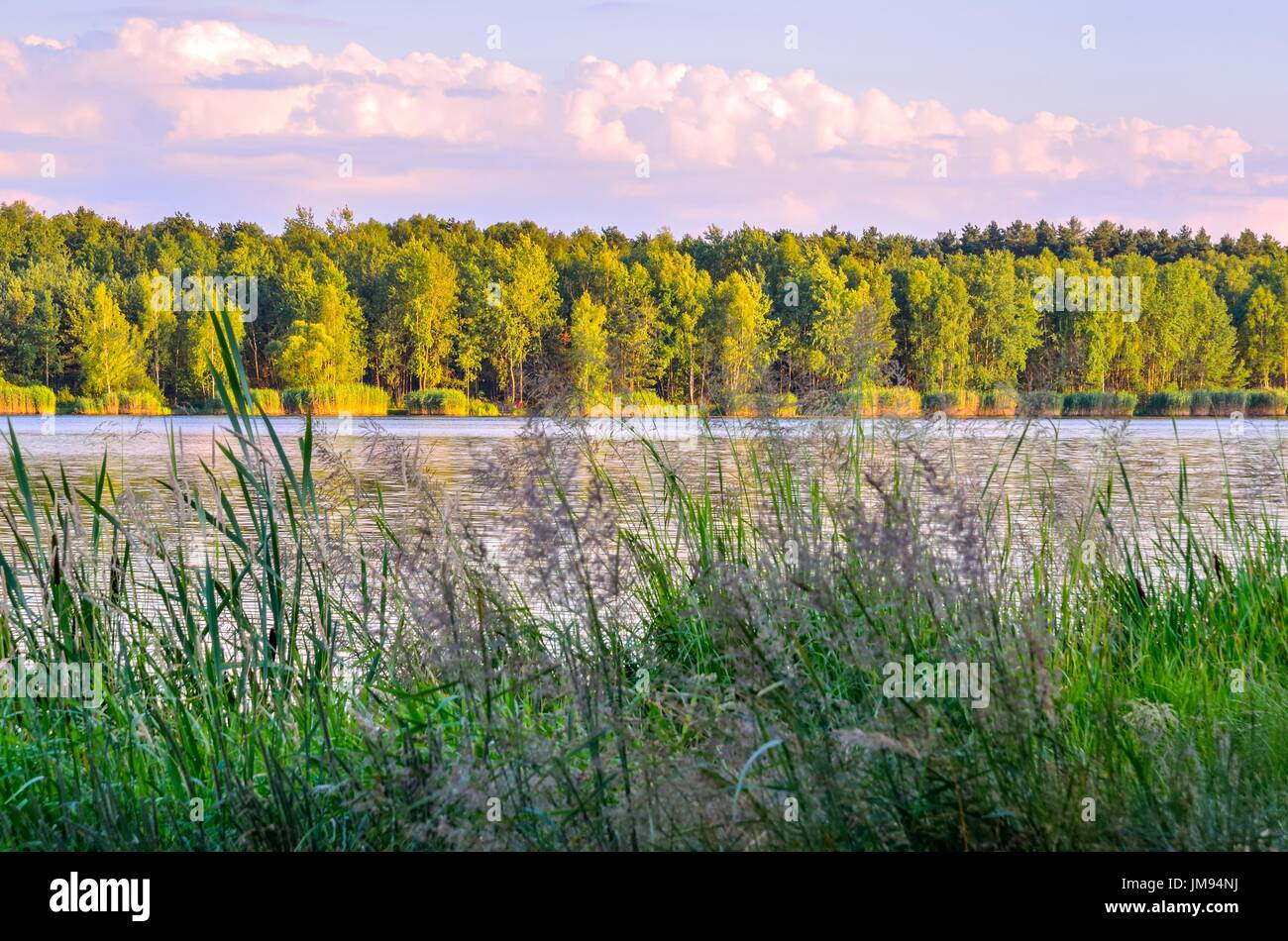Green trees by the lake hi-res stock photography and images - Alamy