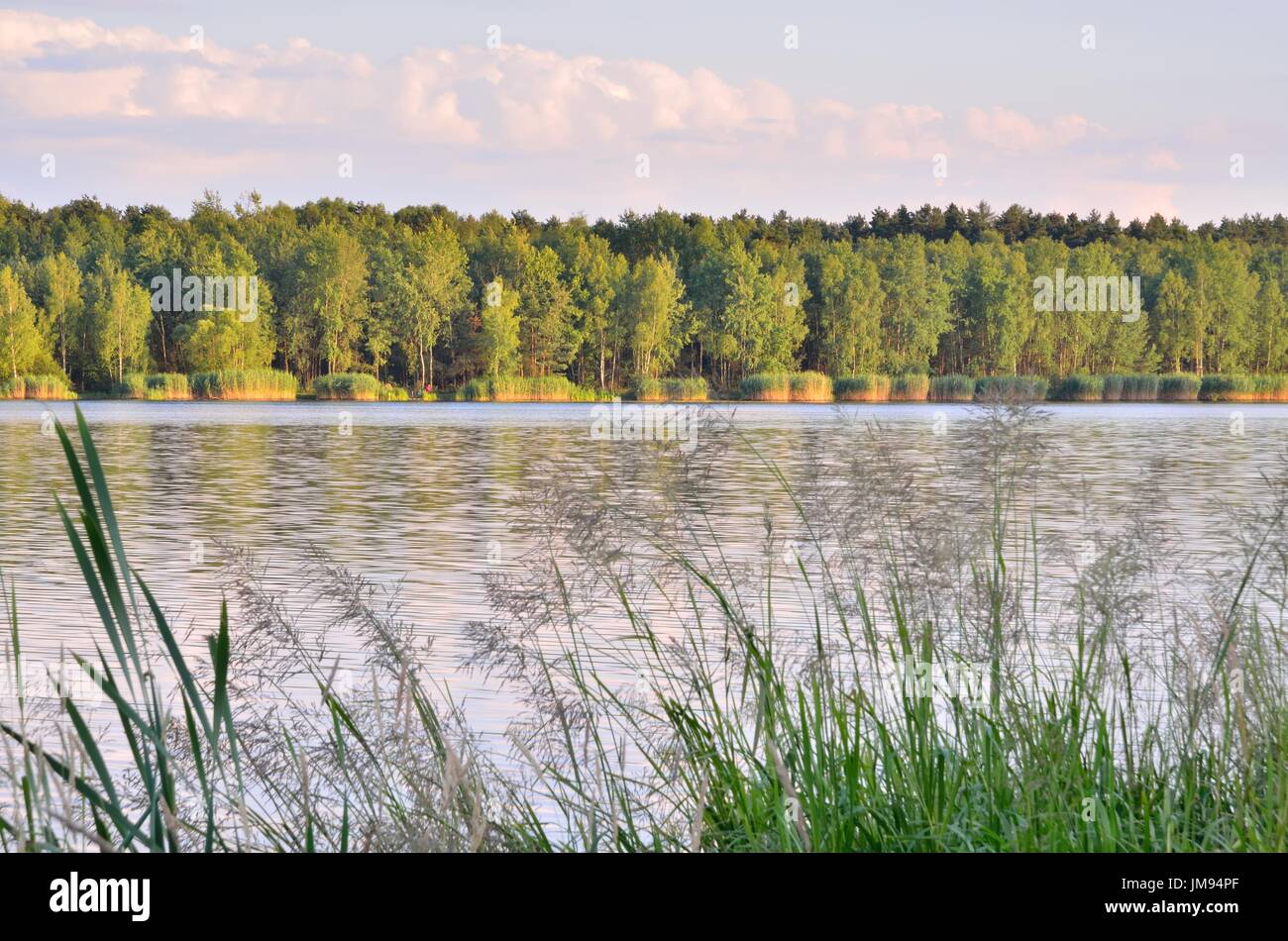 Green trees by the lake hi-res stock photography and images - Alamy