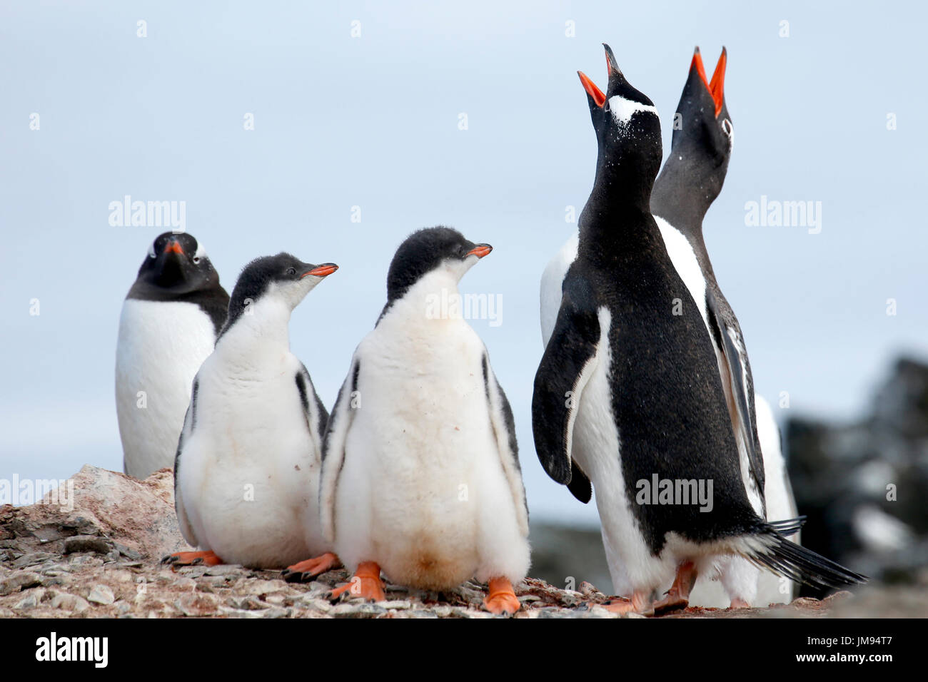 Gentoo Penguin (Pygoscelis papua) parents and babies having a family gathering Stock Photo