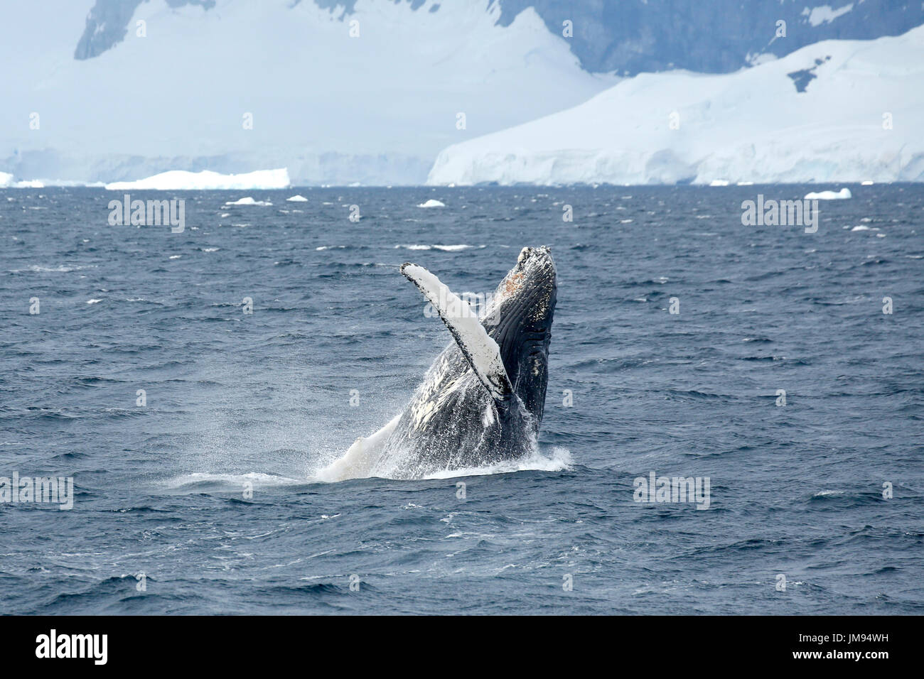 A Humpback Whale (Megaptera novaeangliae) breaching continuously early in the morning for over half an hour Stock Photo