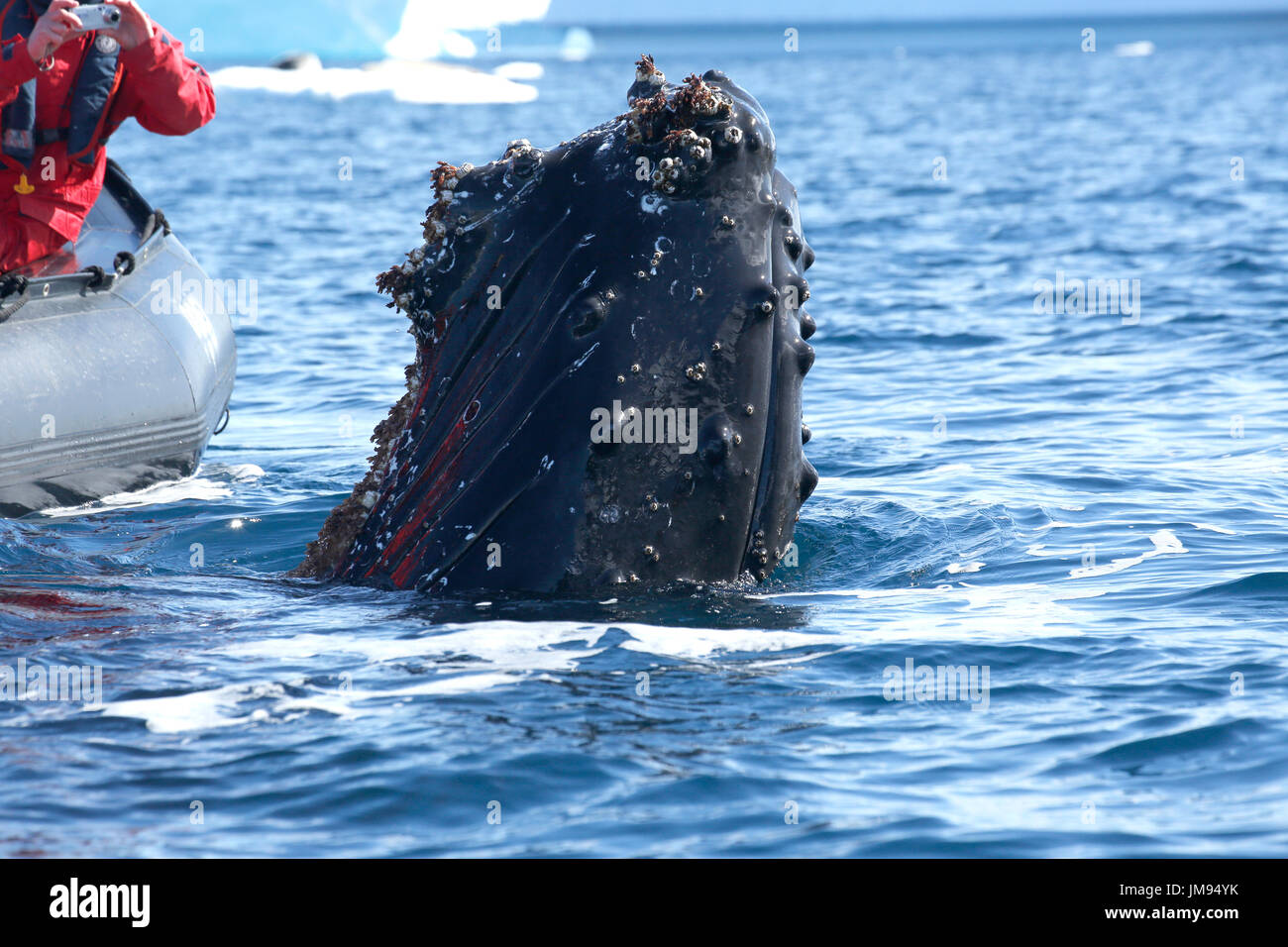 A young playful Humpback Whale (Megaptera novaeangliae) surfacing around zodiacs, having fun Stock Photo