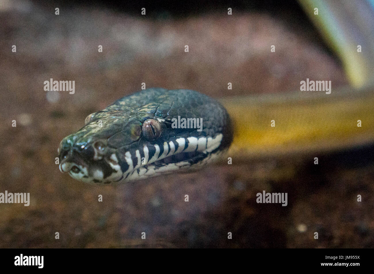 White-lipped Python, Liasis albertisii, snake Stock Photo - Alamy