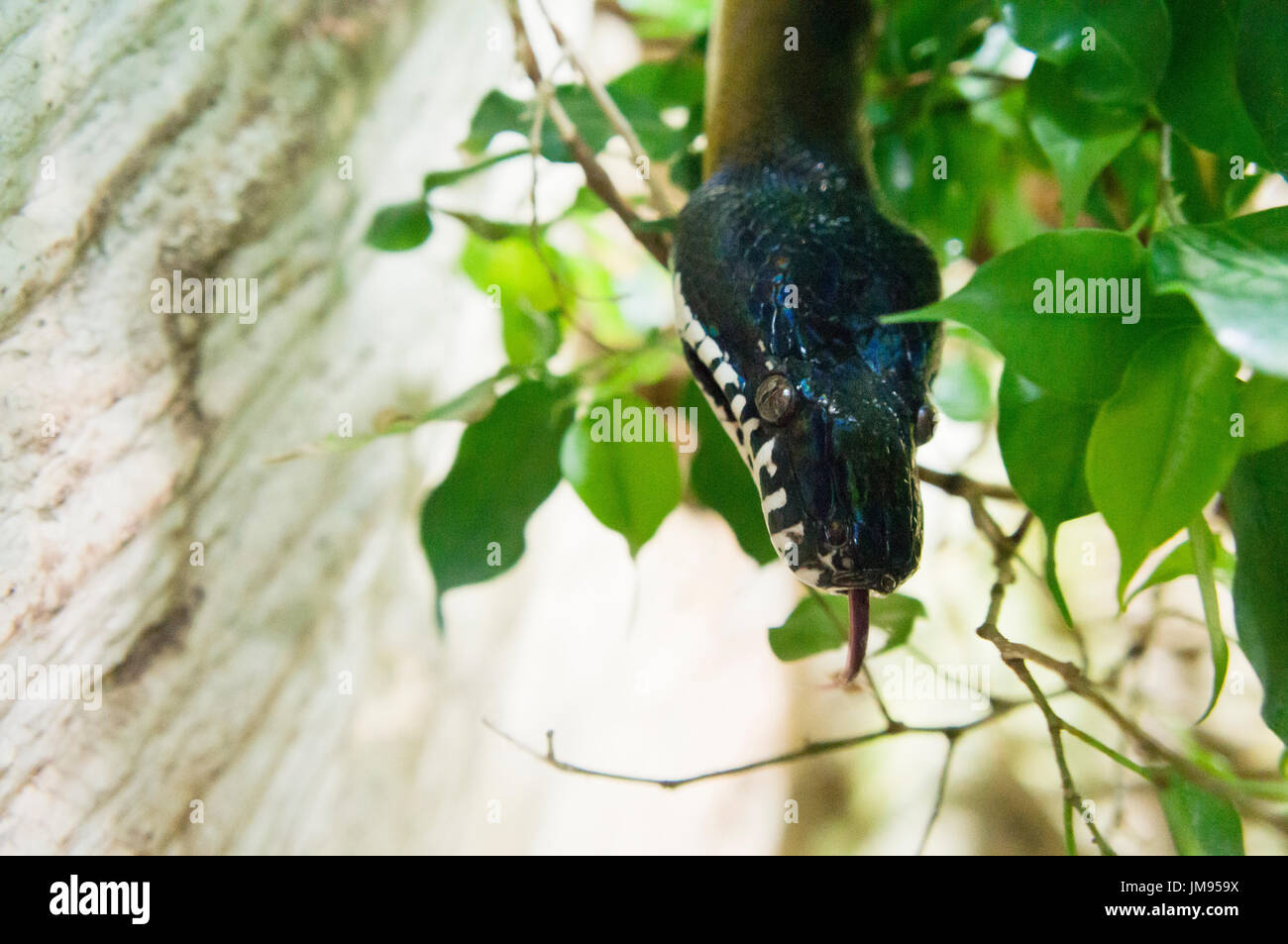 White-lipped Python, Liasis albertisii, snake Stock Photo - Alamy