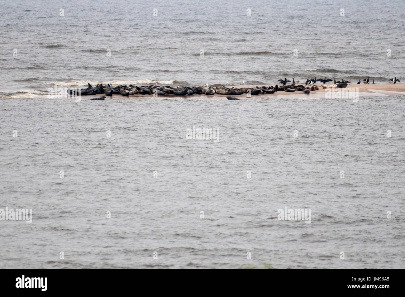Grey Seals On Focza Lacha In Vistula River In Mewia Lacha Nature Stock Photo Alamy