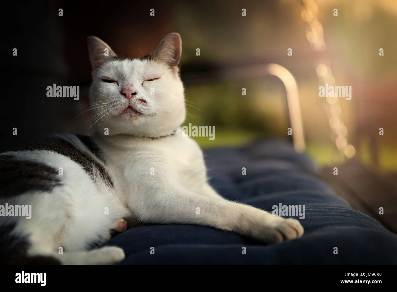 cute cat sleeping in teh sunset light Stock Photo Alamy