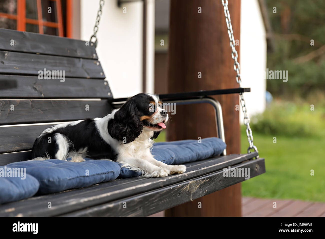 cute dog relaxing on the wooden bench in the garden Stock Photo