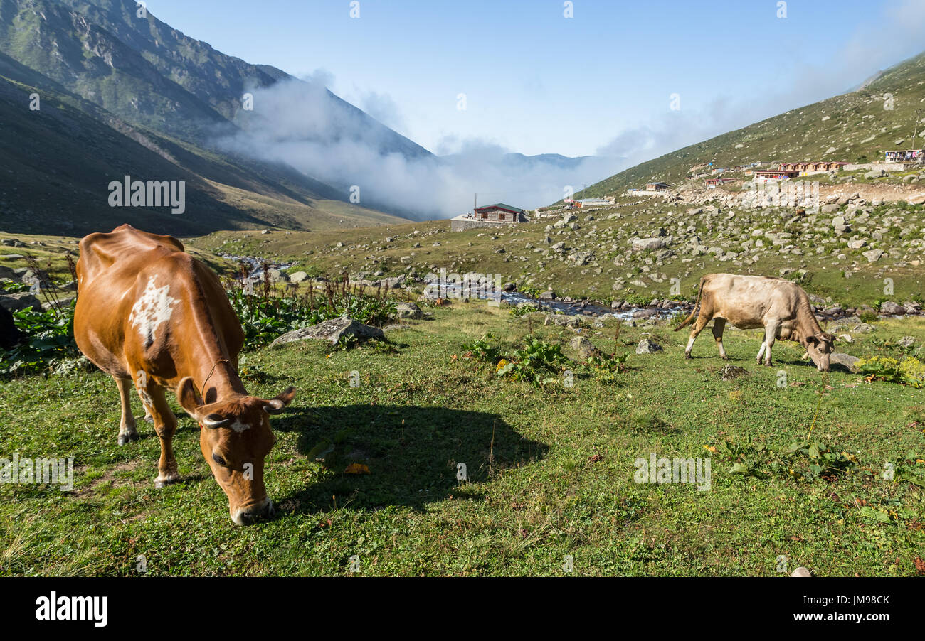 Brown cow on mountain pasture. Brown cow at a mountain pasture in ...