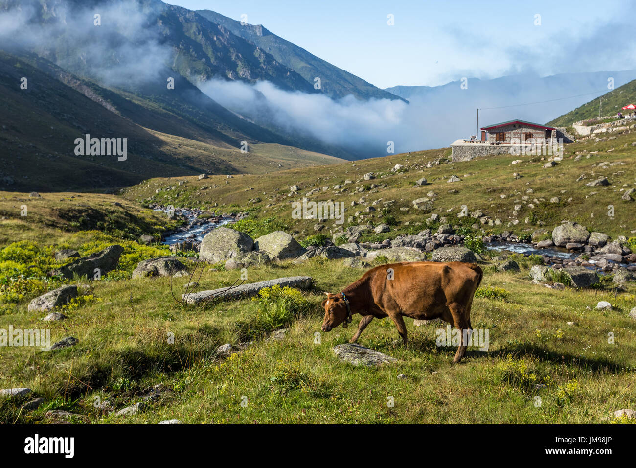 Brown cow on mountain pasture. Brown cow at a mountain pasture in ...