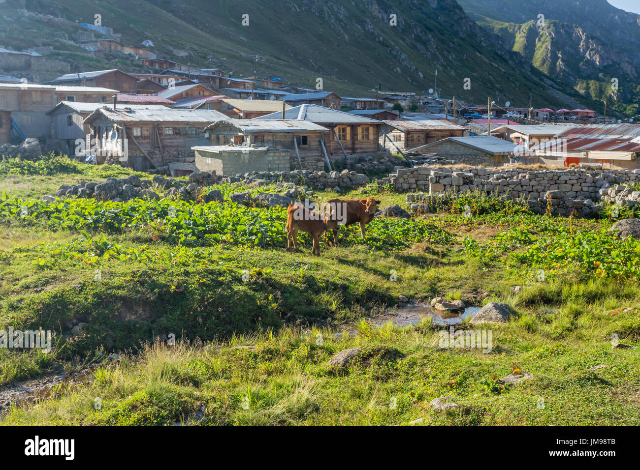 Brown cow on mountain pasture. Brown cow at a mountain pasture in ...